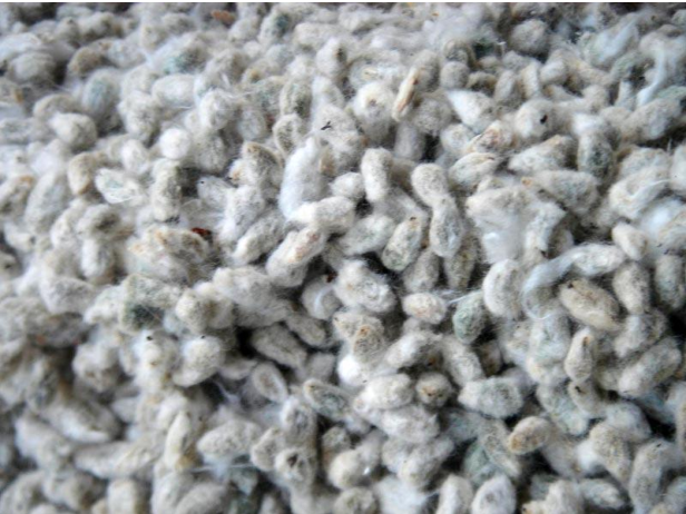 Cotton Seed Whole