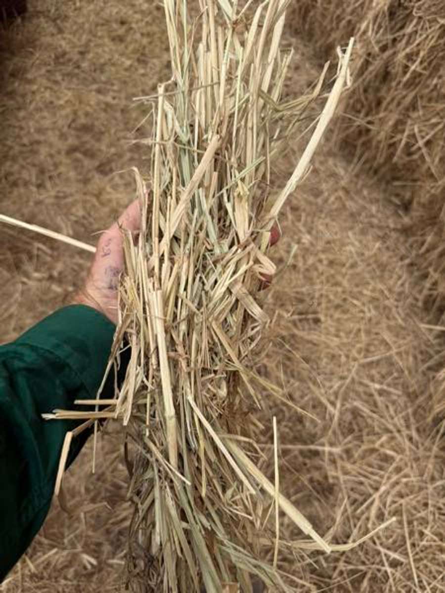 Batch 4990788000163228002 Image