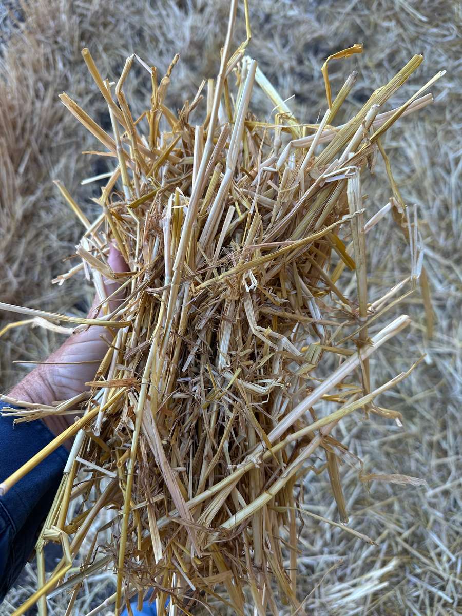 Batch 4990788000203803107 Image