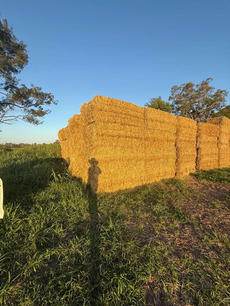 Batch 4990788000205832443 Image