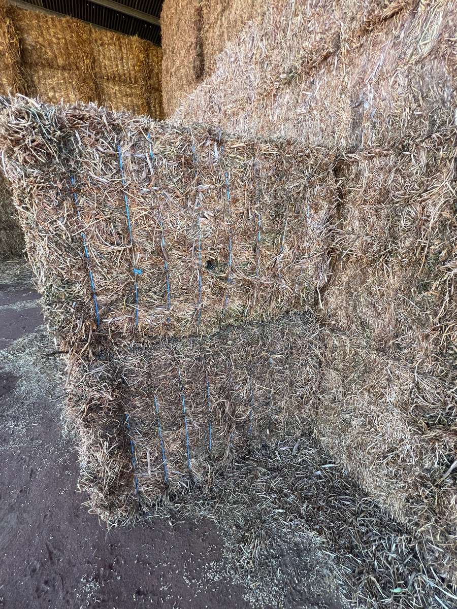 Batch 4990788000203194046 Image