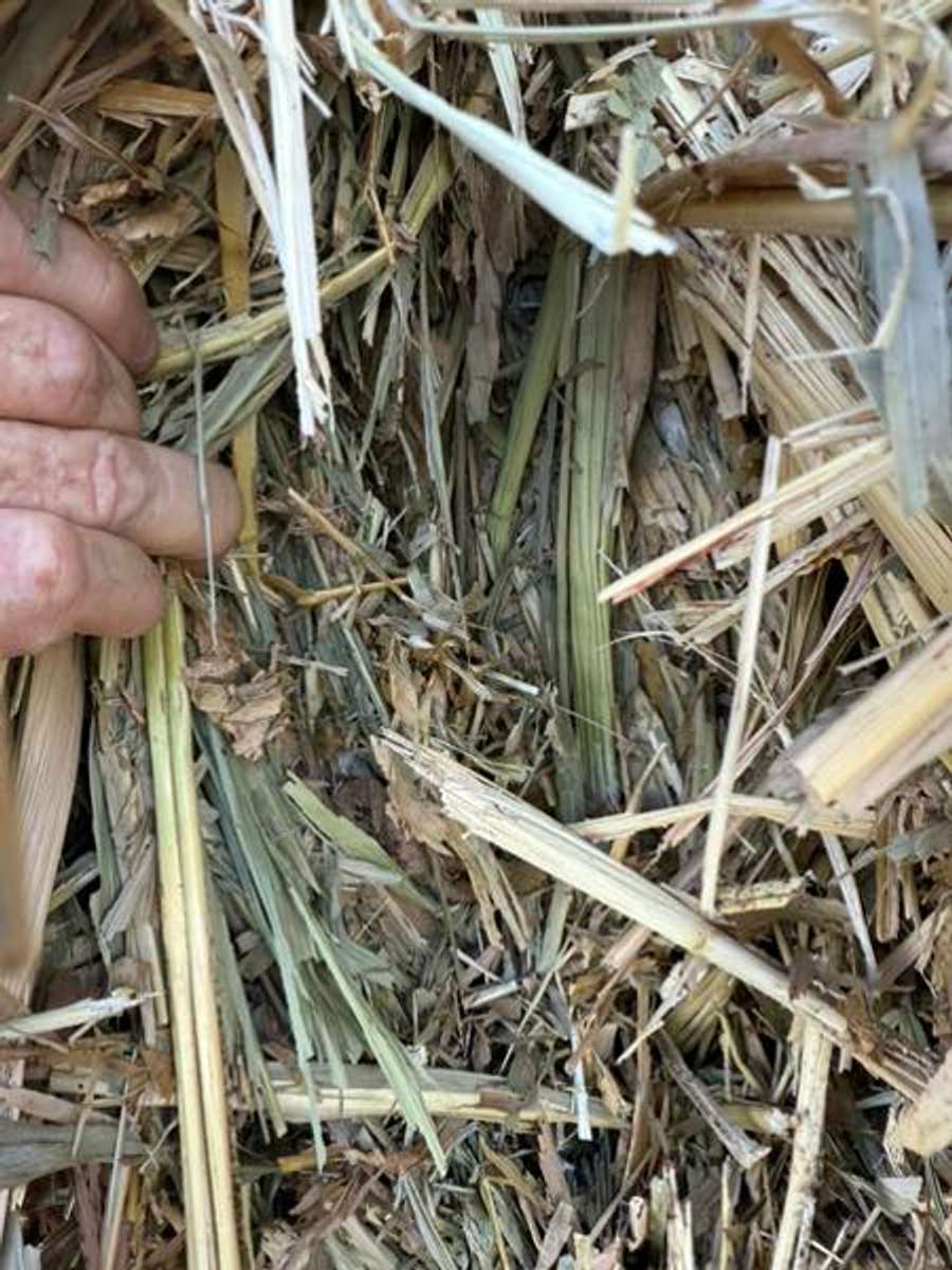 Batch 4990788000165148063 Image