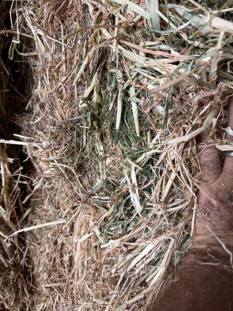 Batch 4990788000200113191 Image