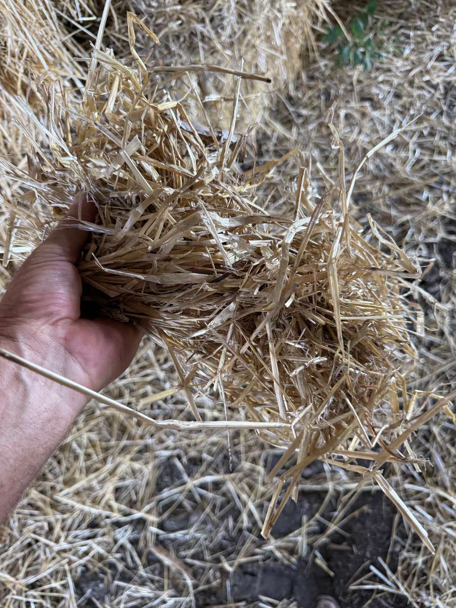 Batch 4990788000205839345 Image