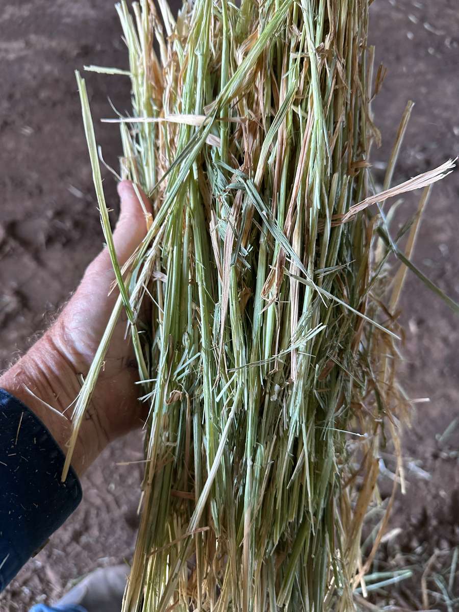 Batch 4990788000196881009 Image