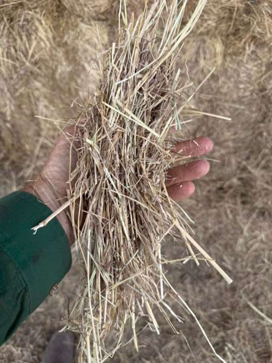 Batch 4990788000175695002 Image