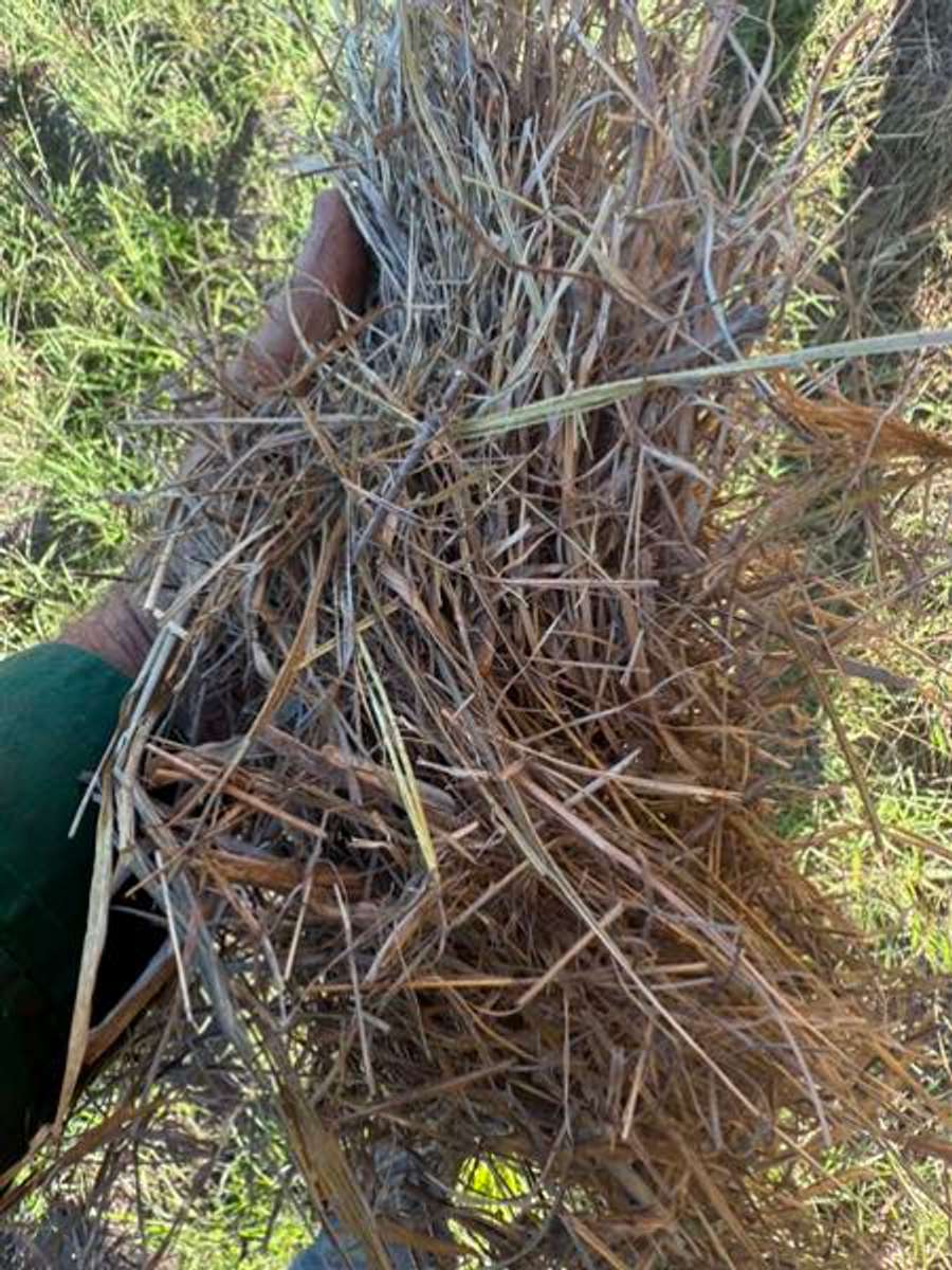 Batch 4990788000175711001 Image