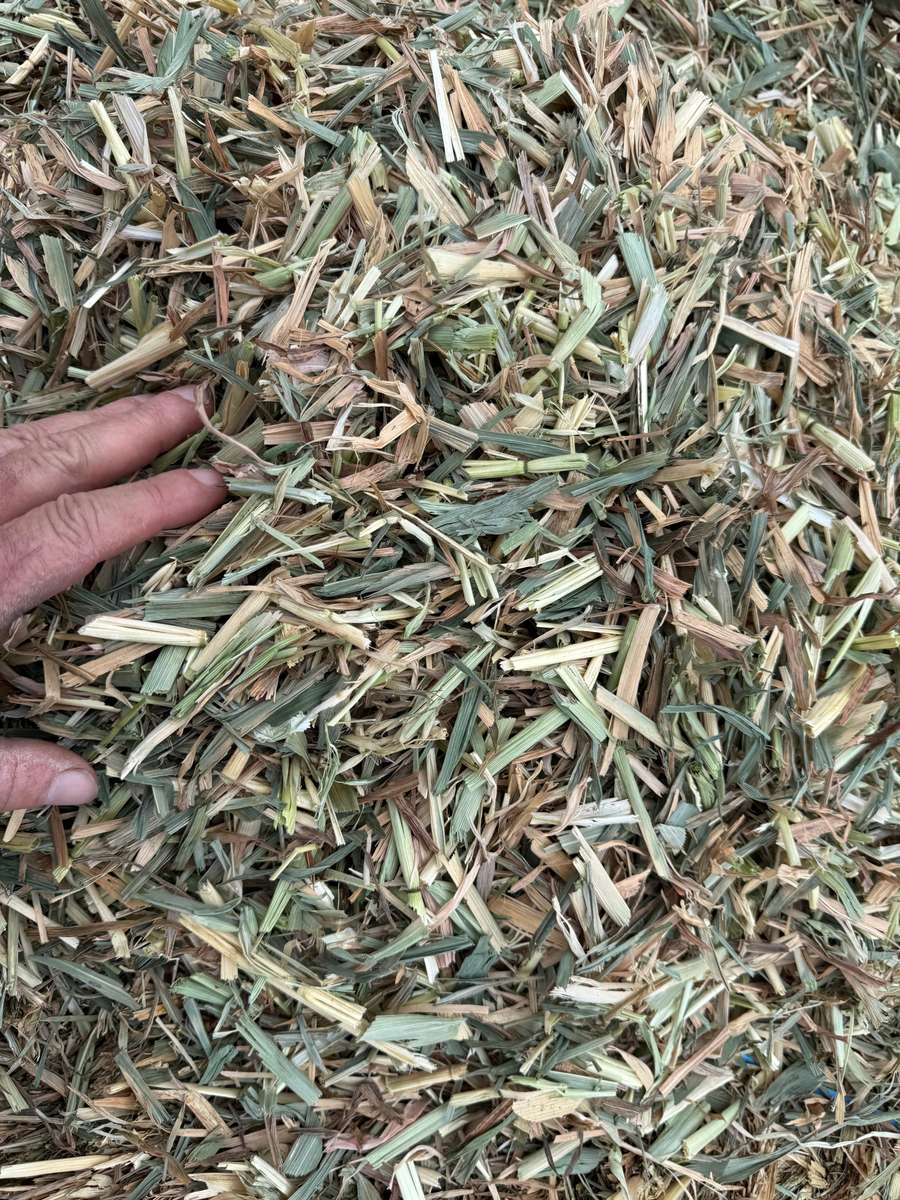 Batch 4990788000197198402 Image