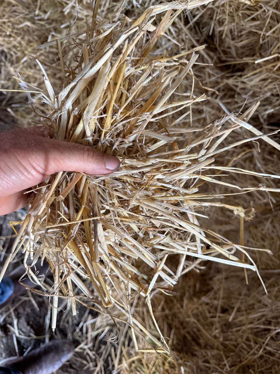 Batch 4990788000205839345 Image