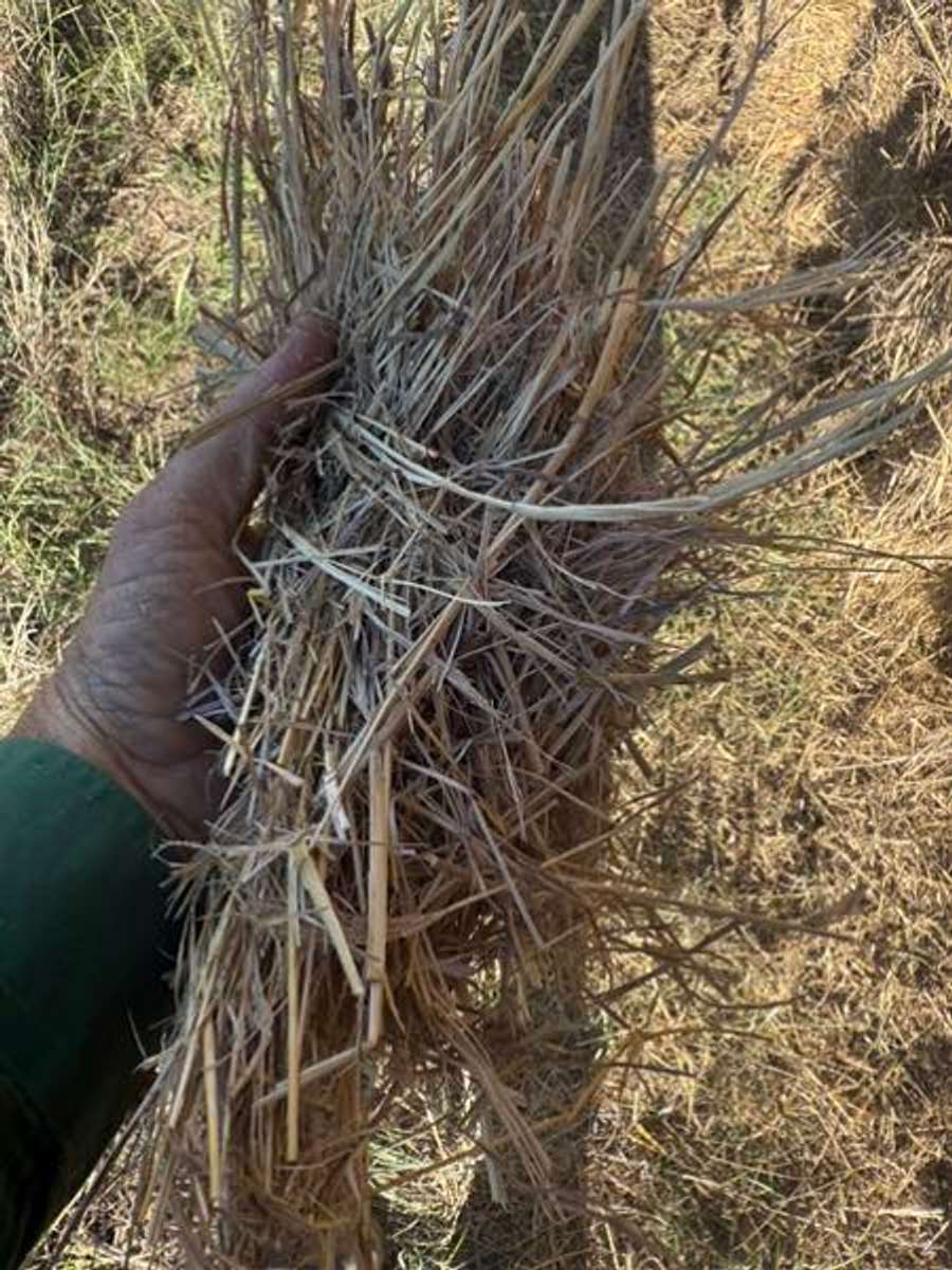 Batch 4990788000175658015 Image