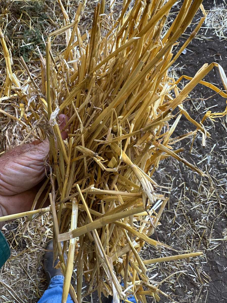 Batch 4990788000203584587 Image