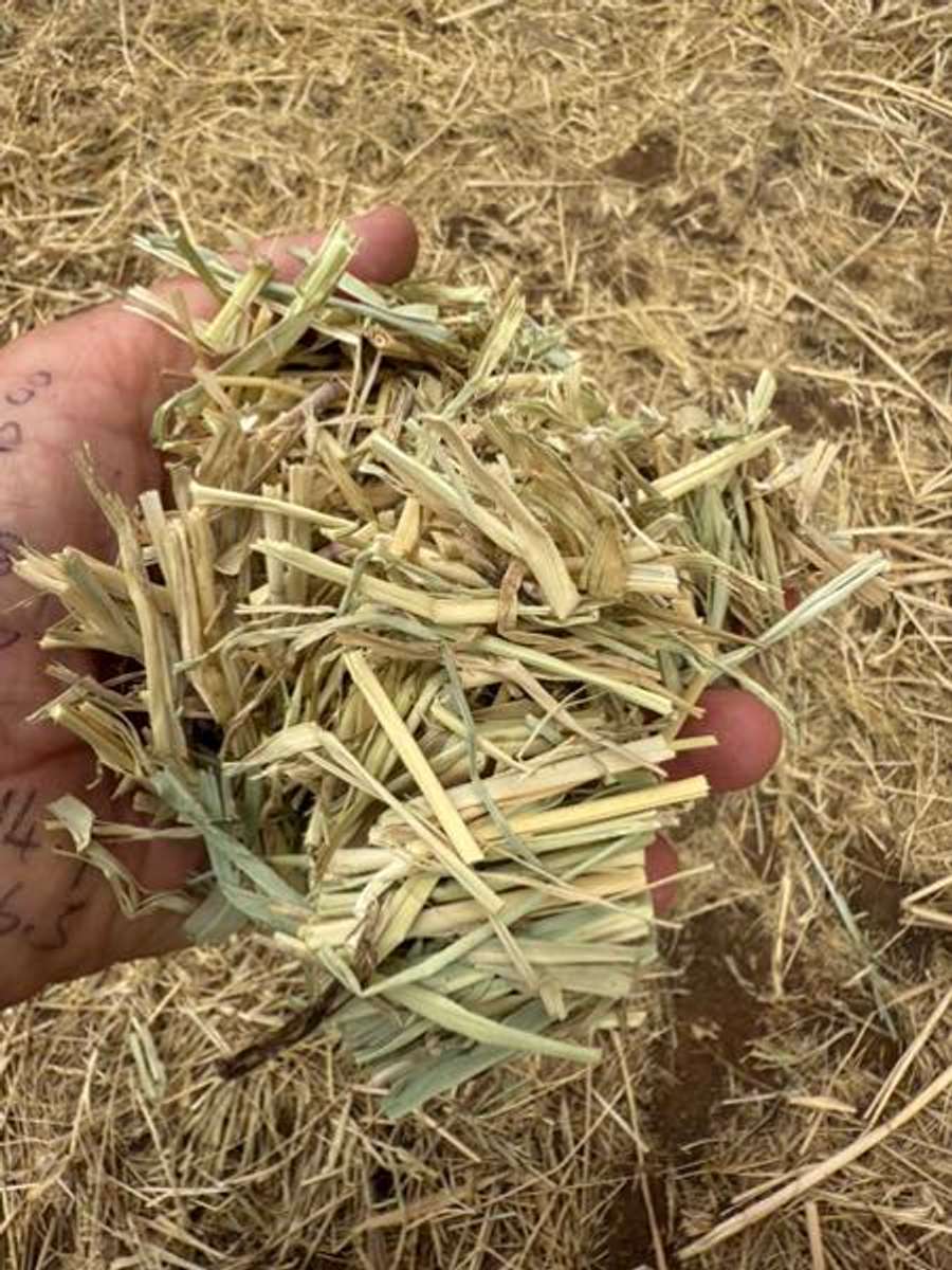 Batch 4990788000163228002 Image