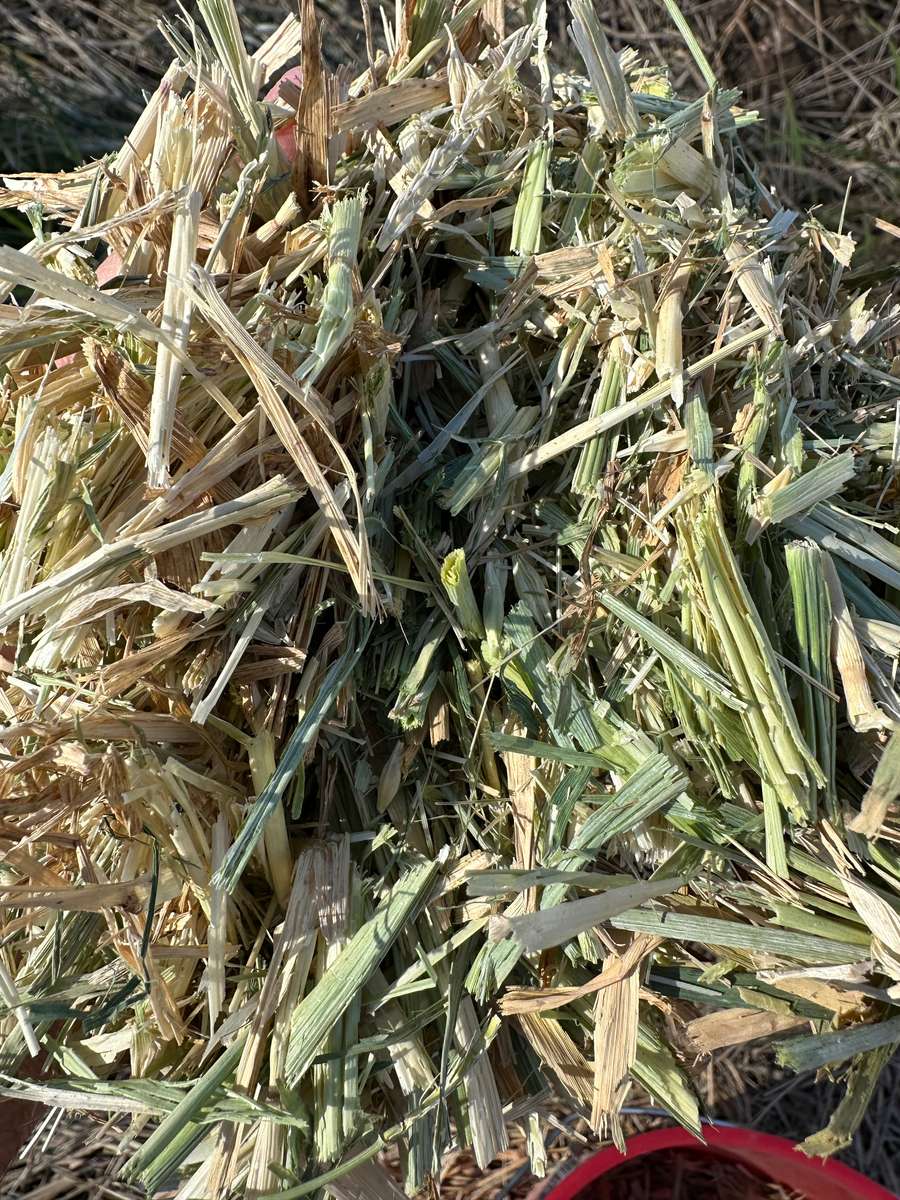 Batch 4990788000196881009 Image