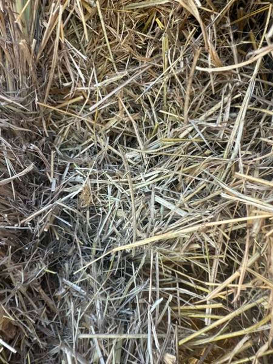 Batch 4990788000175658015 Image