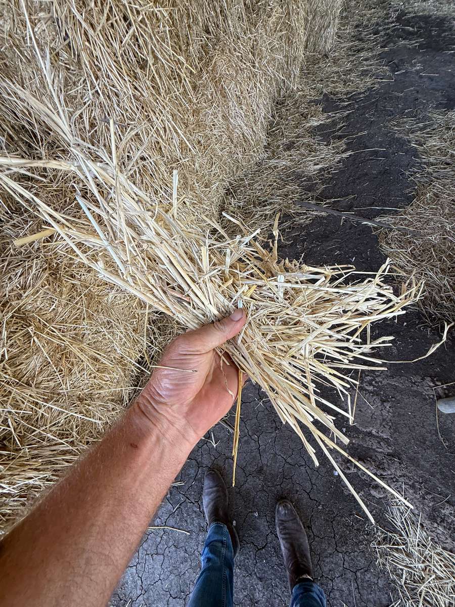 Batch 4990788000205839345 Image