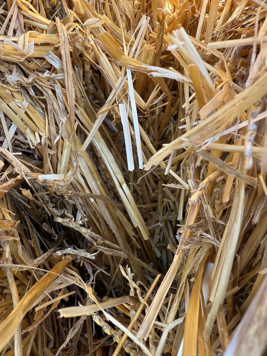 Batch 4990788000184775195 Image