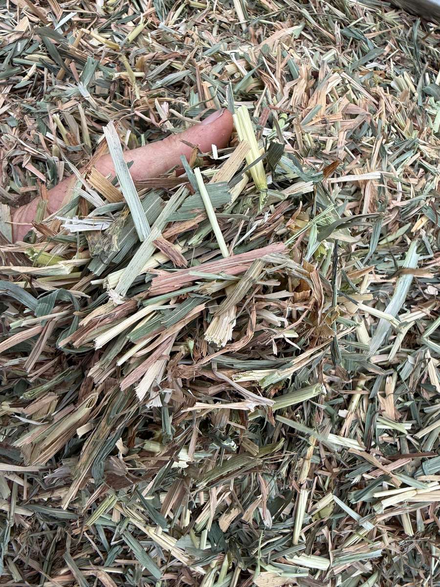 Batch 4990788000197198402 Image