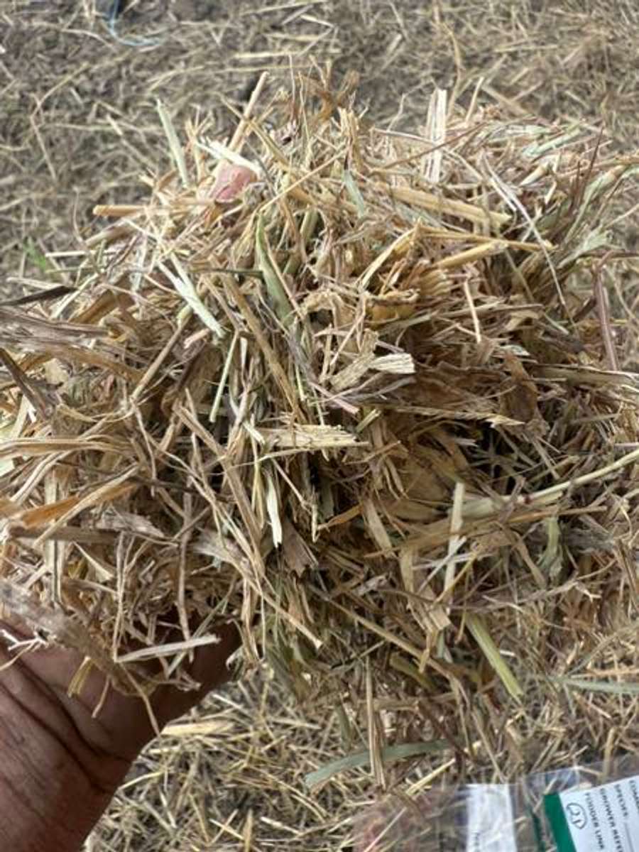 Batch 4990788000175695002 Image