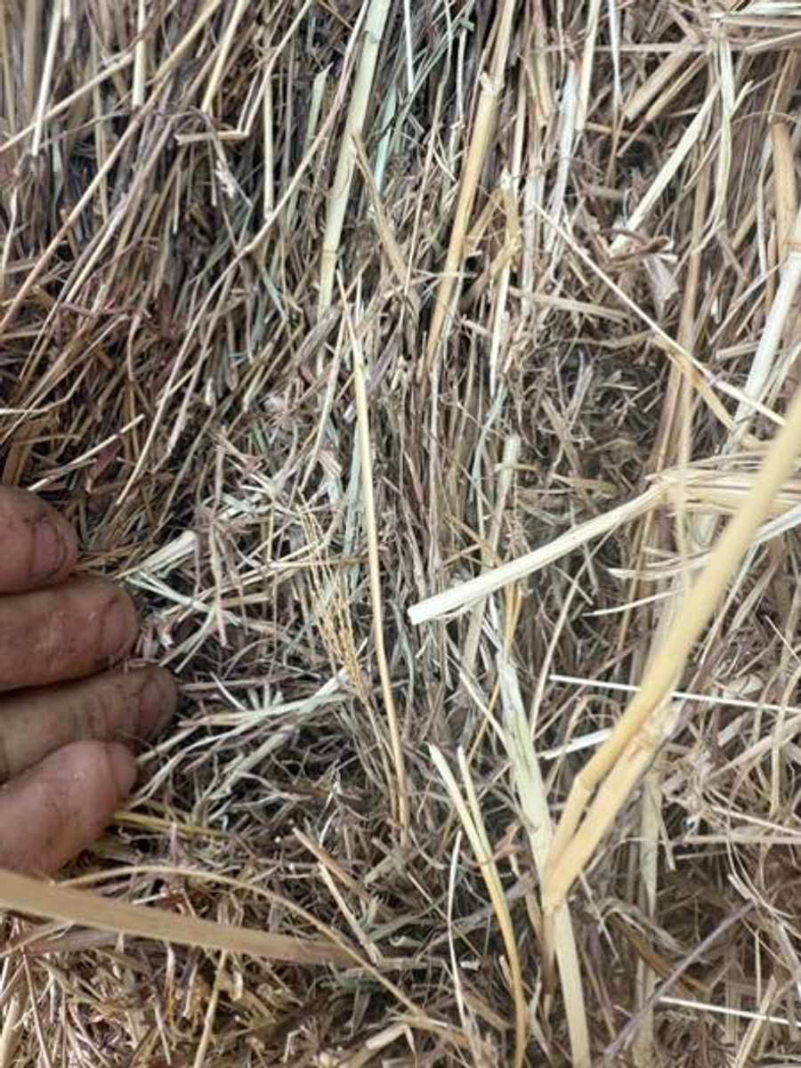 Batch 4990788000175695002 Image