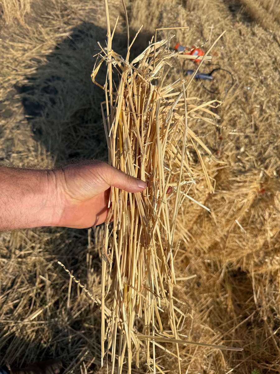 Batch 4990788000200099149 Image