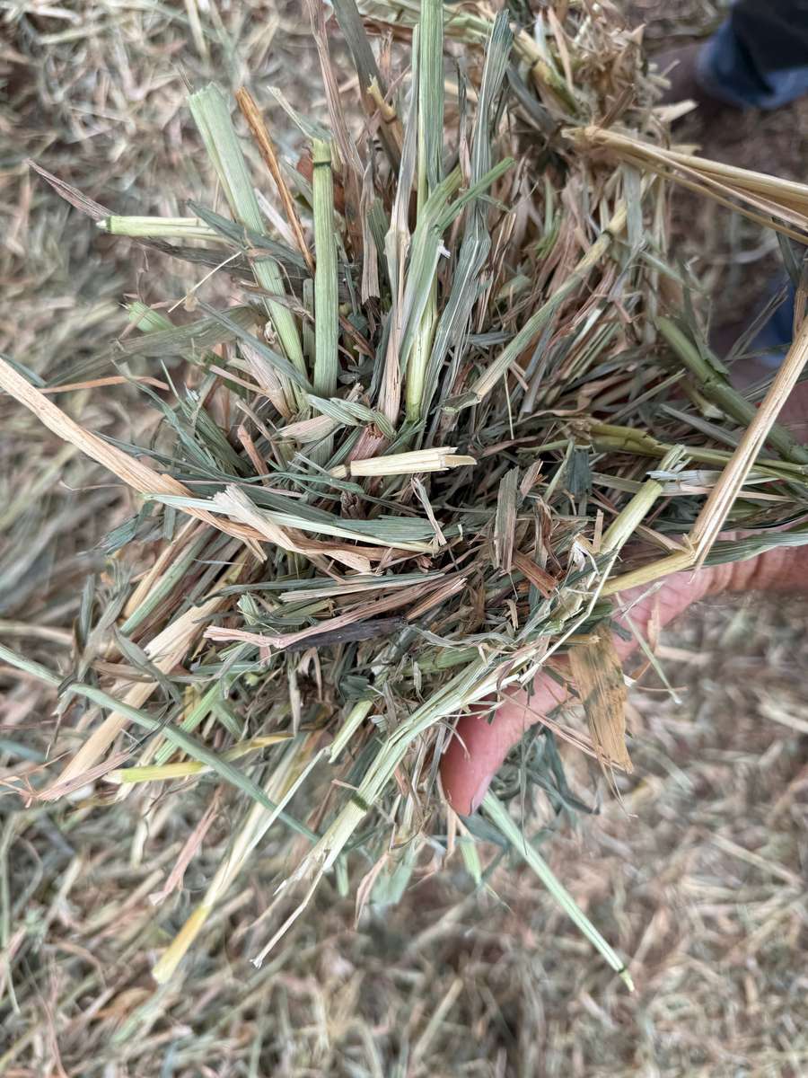 Batch 4990788000197198402 Image