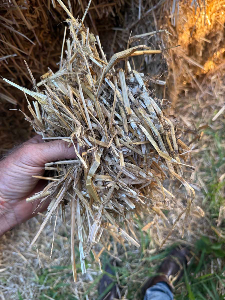 Batch 4990788000205832443 Image