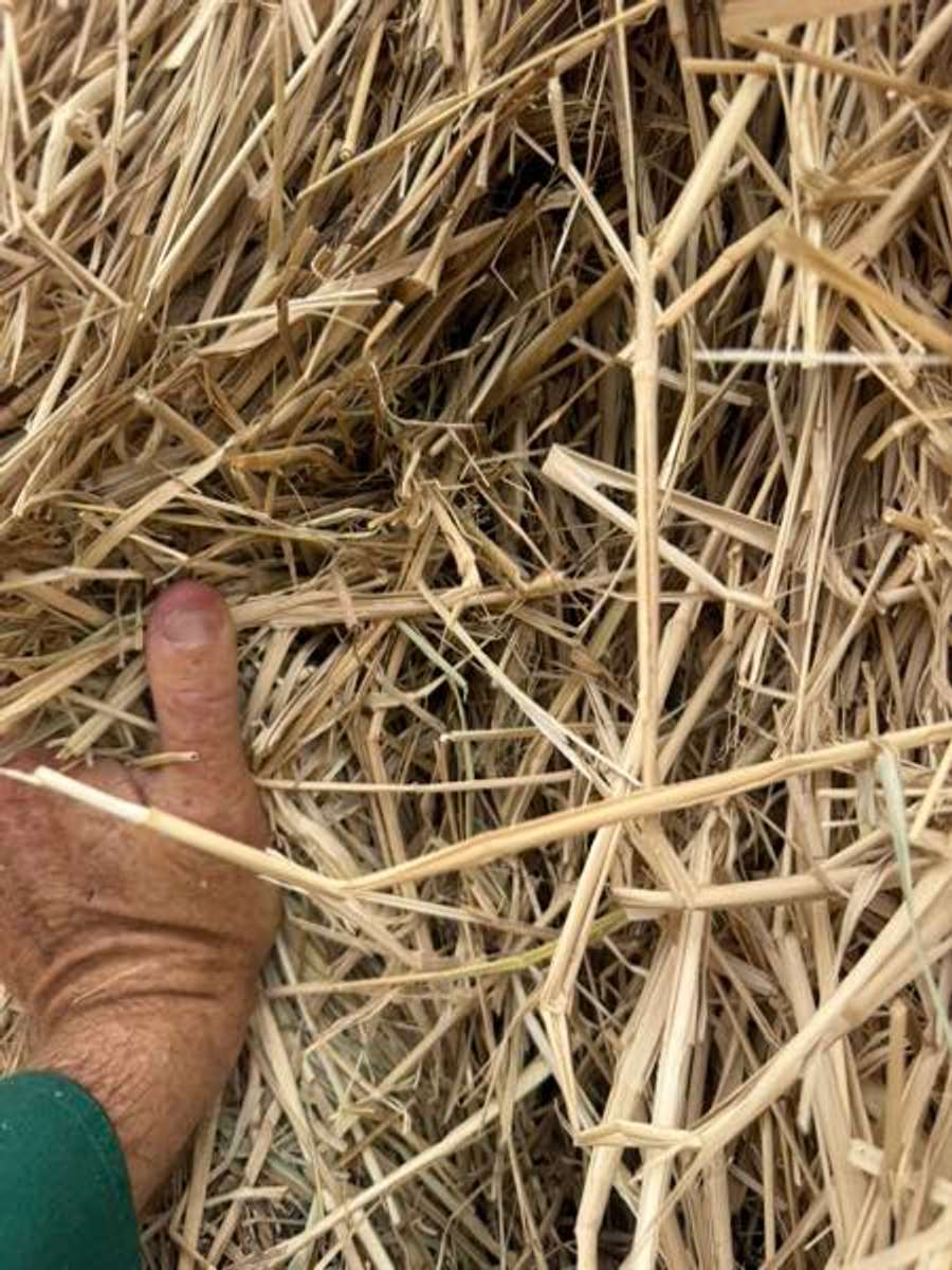 Batch 4990788000163228002 Image