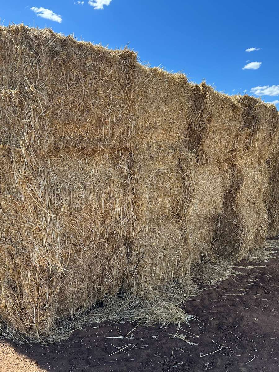 Batch 4990788000203589666 Image