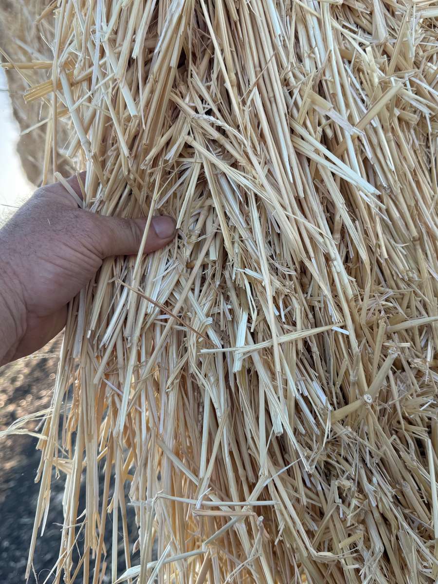 Batch 4990788000200099149 Image