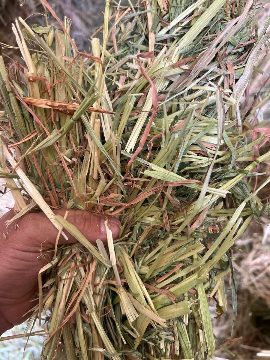 Batch 4990788000204928681 Image