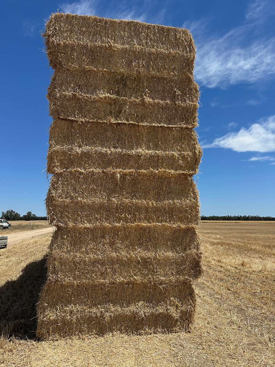 Batch 4990788000200095165 Image