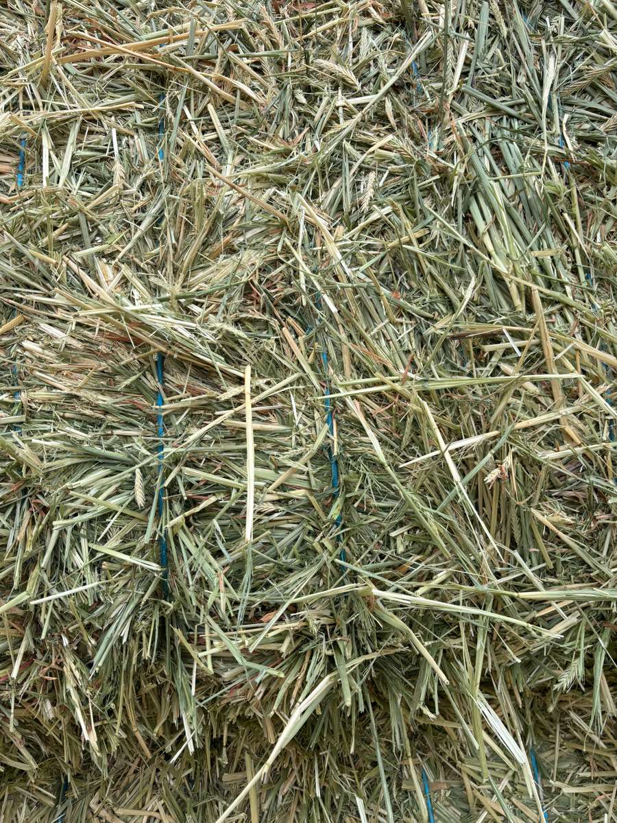 Batch 4990788000199721053 Image