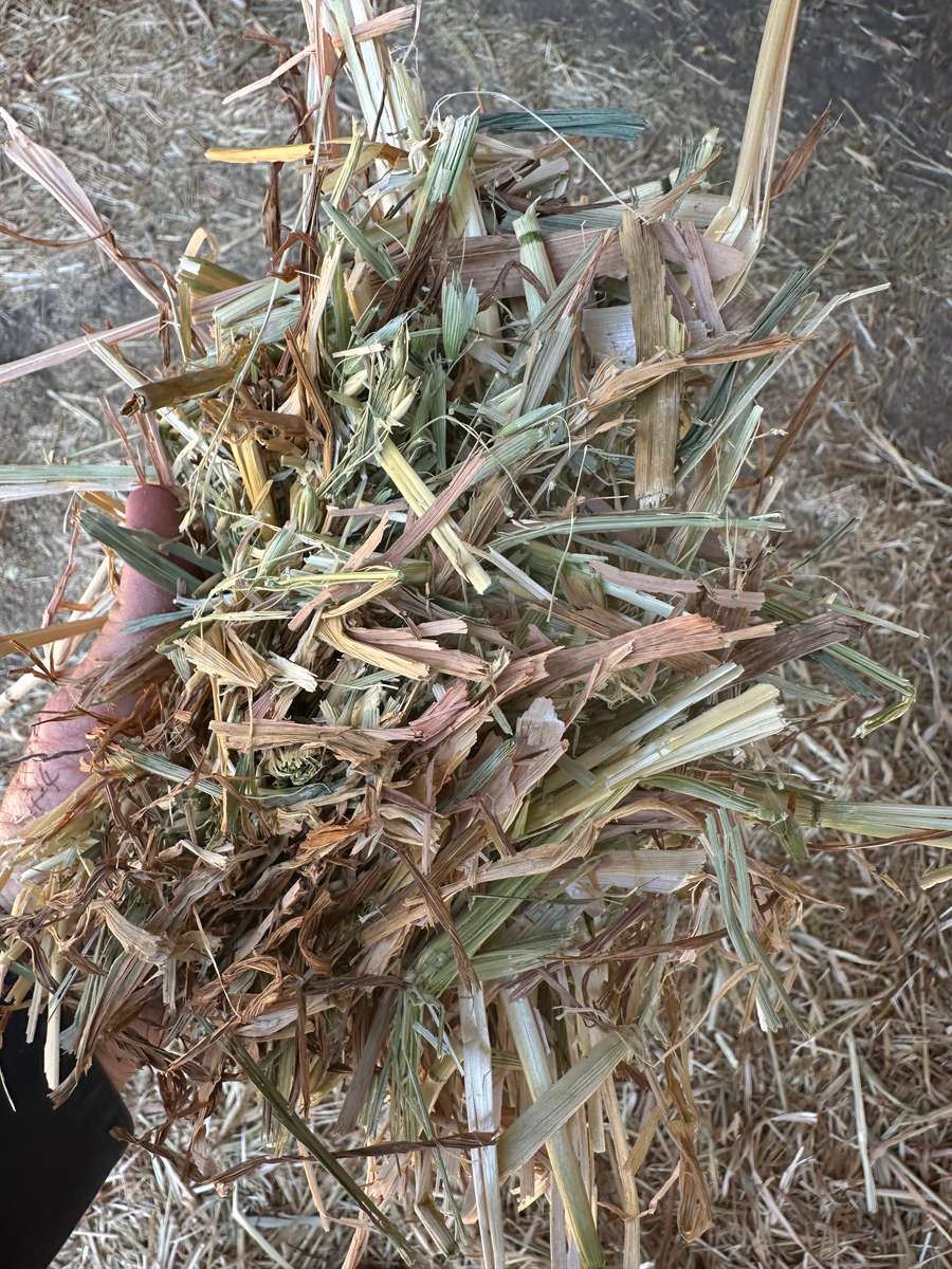 Batch 4990788000199538040 Image