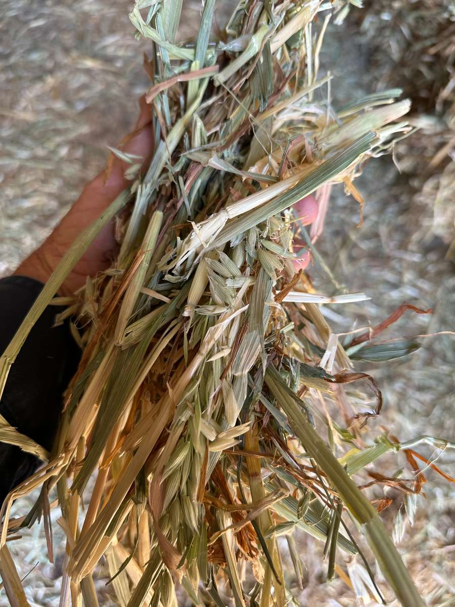 Batch 4990788000199488042 Image