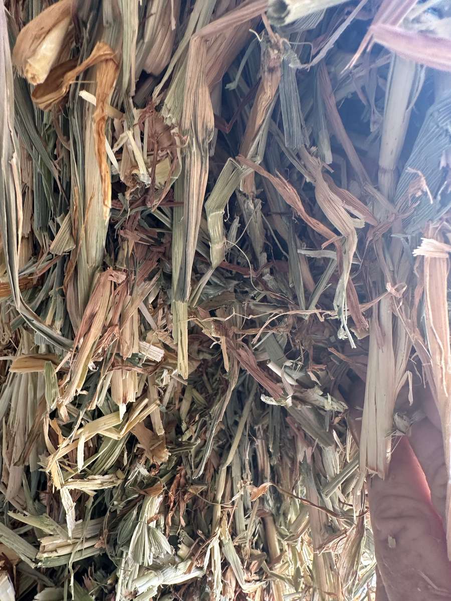 Batch 4990788000199488042 Image