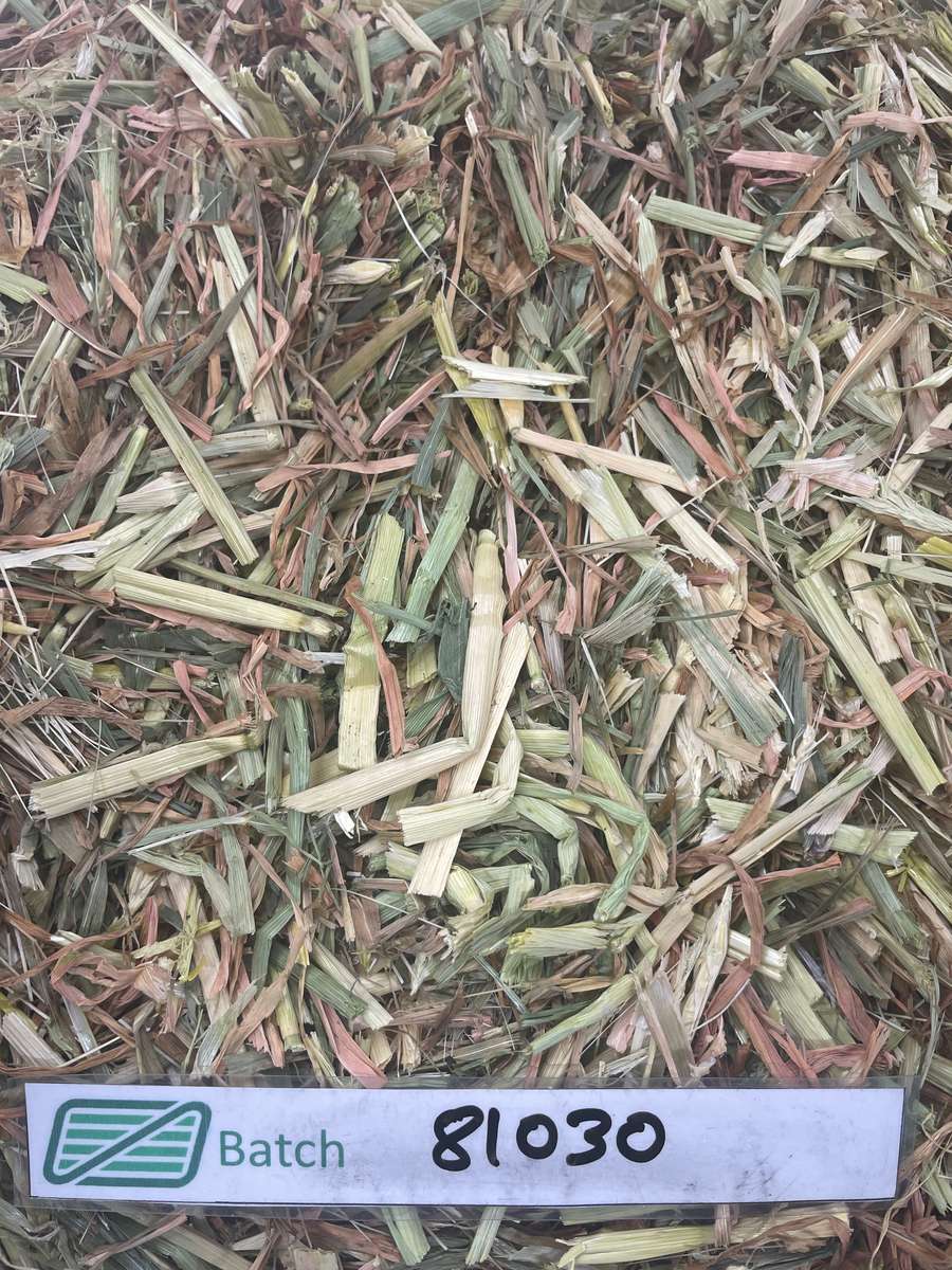 Batch 4990788000199036015 Image