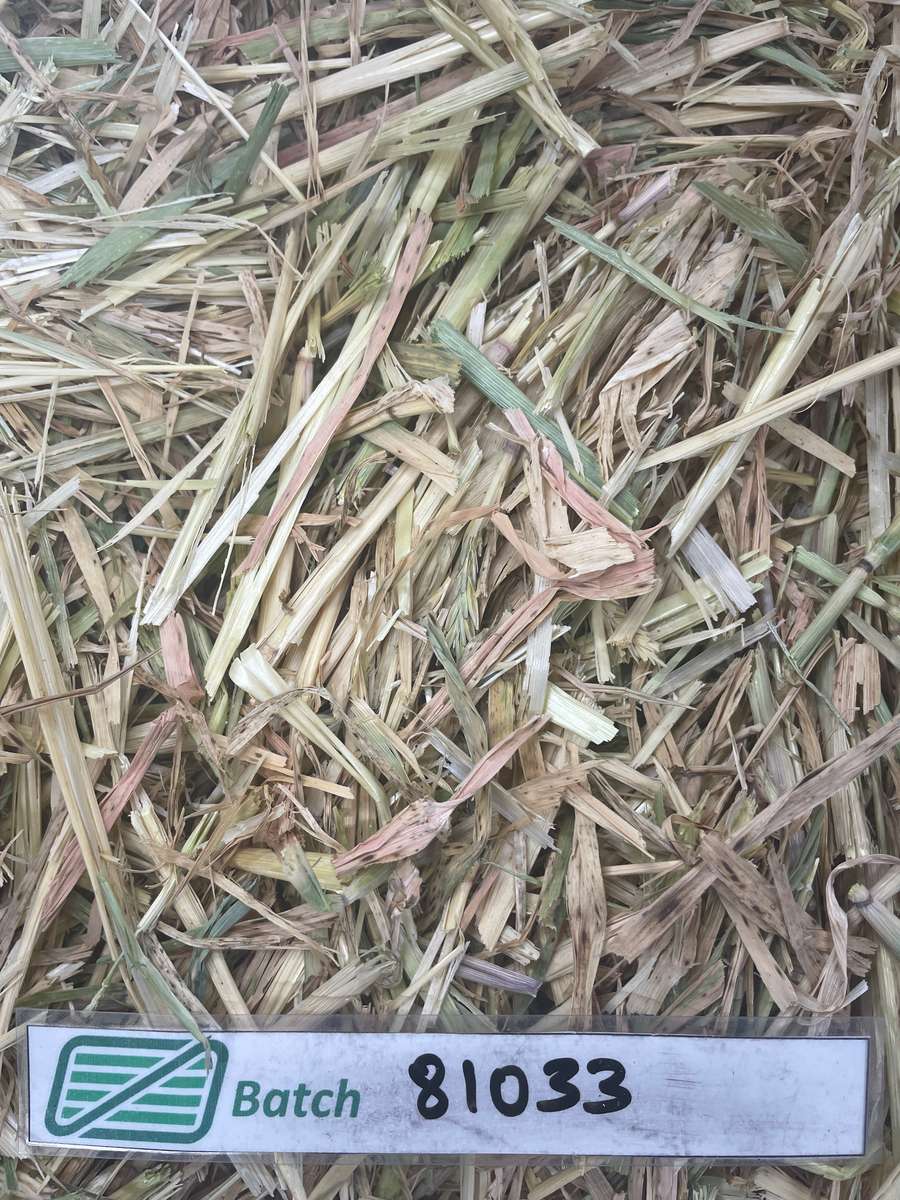 Batch 4990788000199024134 Image