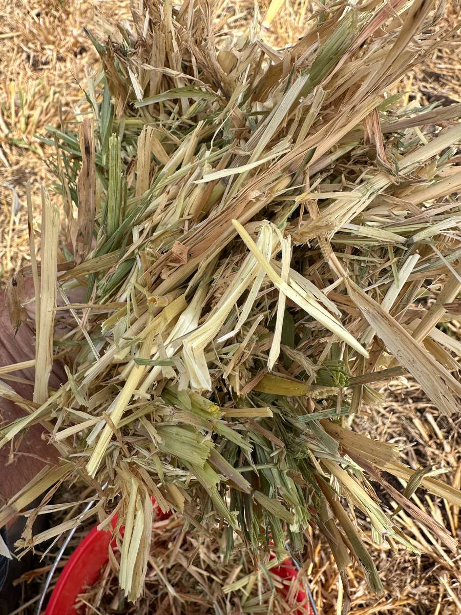 Batch 4990788000199024134 Image