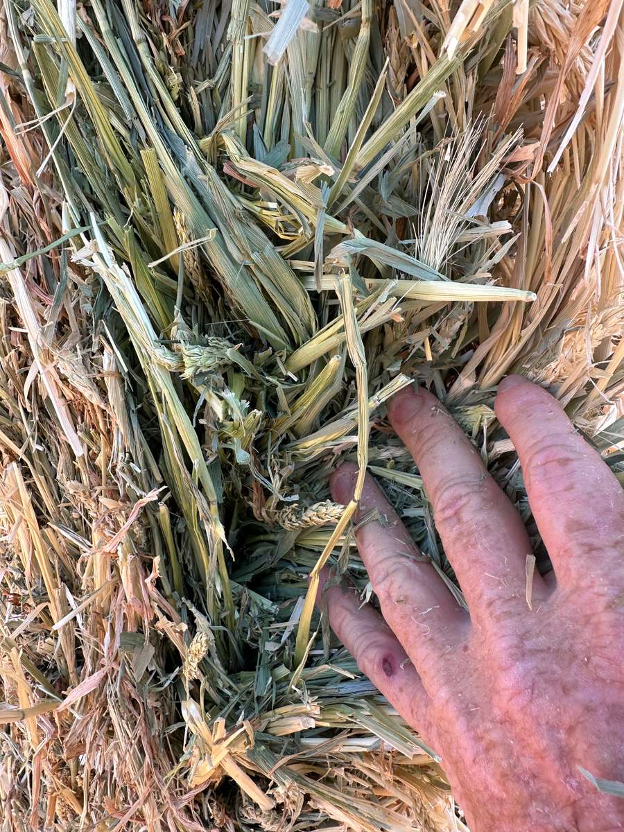 Batch 4990788000198582137 Image