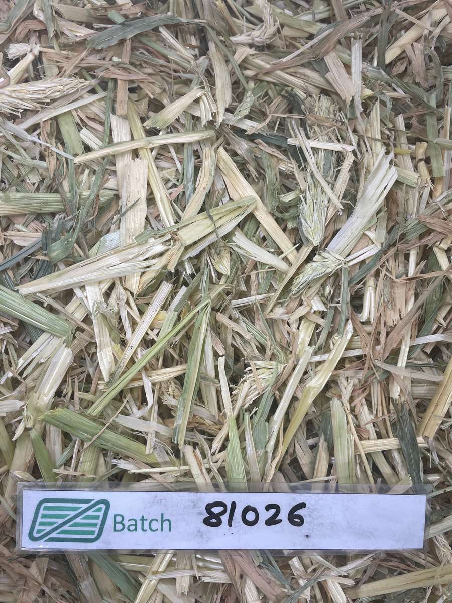 Batch 4990788000198577136 Image