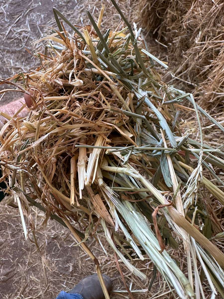 Batch 4990788000197982150 Image