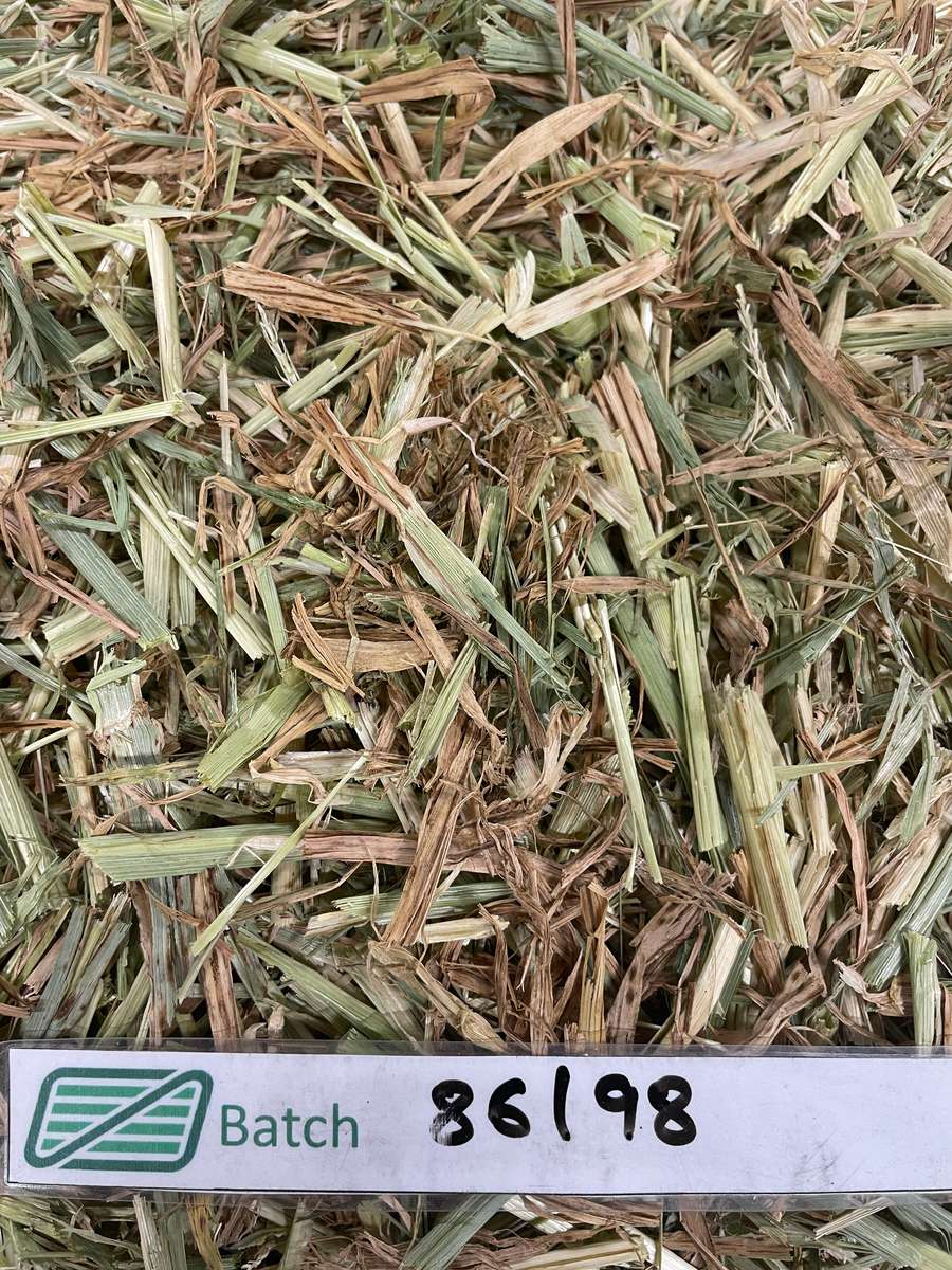 Batch 4990788000196630358 Image