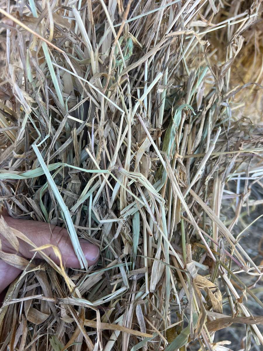 Batch 4990788000189103082 Image