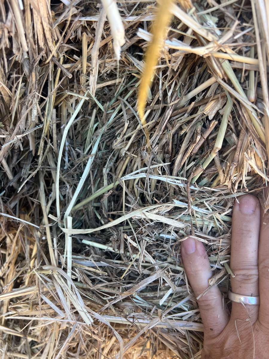 Batch 4990788000189103082 Image