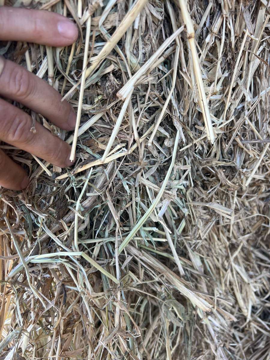 Batch 4990788000189103082 Image