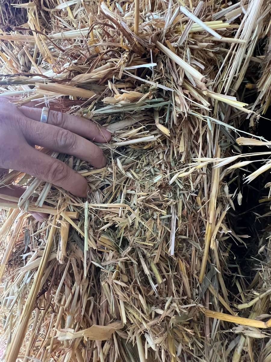 Batch 4990788000191151138 Image