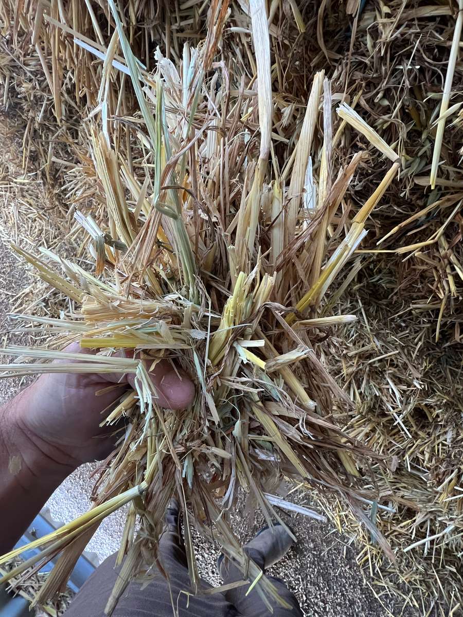 Batch 4990788000191151138 Image