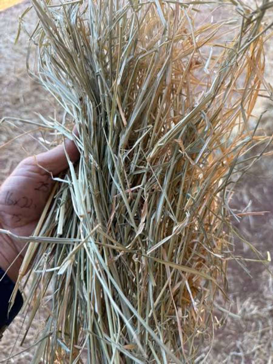 Batch 4990788000183545080 Image