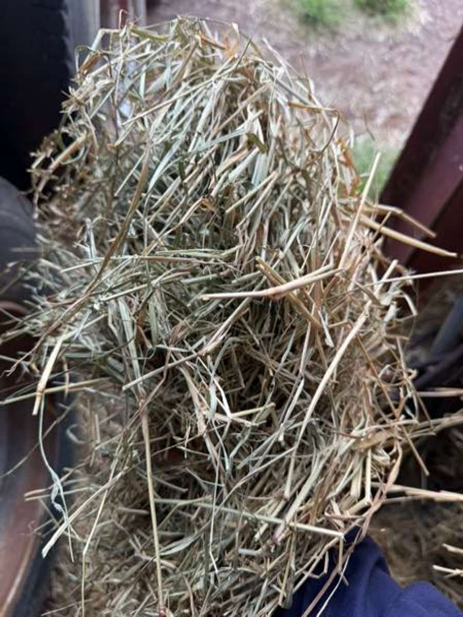 Batch 4990788000157001001 Image