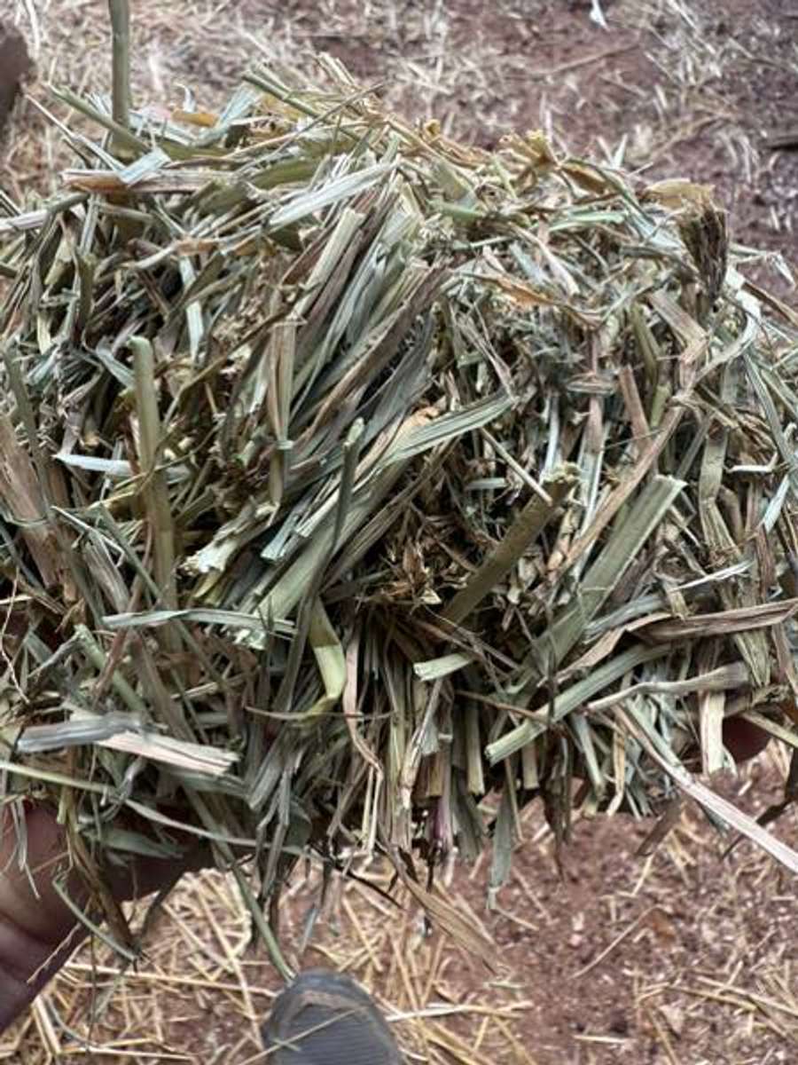 Batch 4990788000157001001 Image